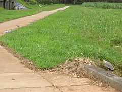 Cairns49 Cyclone Larry